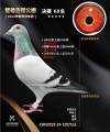 图片暂时未上传