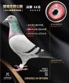 图片暂时未上传