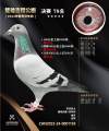 图片暂时未上传