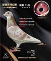 图片暂时未上传