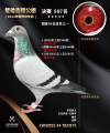图片暂时未上传