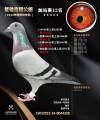 图片暂时未上传