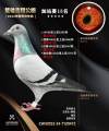 图片暂时未上传