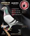 图片暂时未上传
