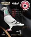 图片暂时未上传