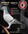 图片暂时未上传