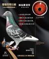 图片暂时未上传