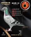 图片暂时未上传