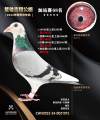 图片暂时未上传