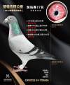 图片暂时未上传