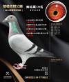 图片暂时未上传