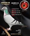 图片暂时未上传