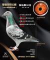图片暂时未上传