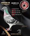 图片暂时未上传