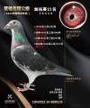 图片暂时未上传