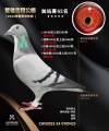 图片暂时未上传