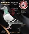 图片暂时未上传