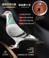 图片暂时未上传