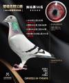图片暂时未上传