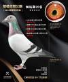 图片暂时未上传