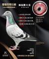 图片暂时未上传