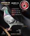 图片暂时未上传