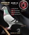 图片暂时未上传