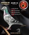图片暂时未上传