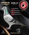 图片暂时未上传