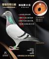 图片暂时未上传