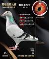 图片暂时未上传
