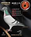 图片暂时未上传