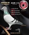 图片暂时未上传