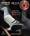 图片暂时未上传