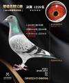 图片暂时未上传