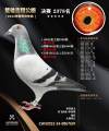 图片暂时未上传