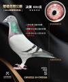 图片暂时未上传