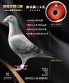 图片暂时未上传