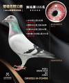 图片暂时未上传