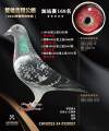 图片暂时未上传