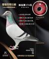 图片暂时未上传