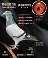 图片暂时未上传