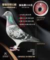 图片暂时未上传