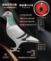 图片暂时未上传