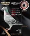 图片暂时未上传