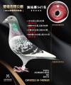 图片暂时未上传
