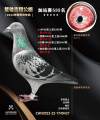 图片暂时未上传