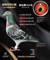 图片暂时未上传