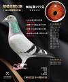 图片暂时未上传