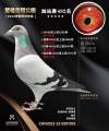 图片暂时未上传